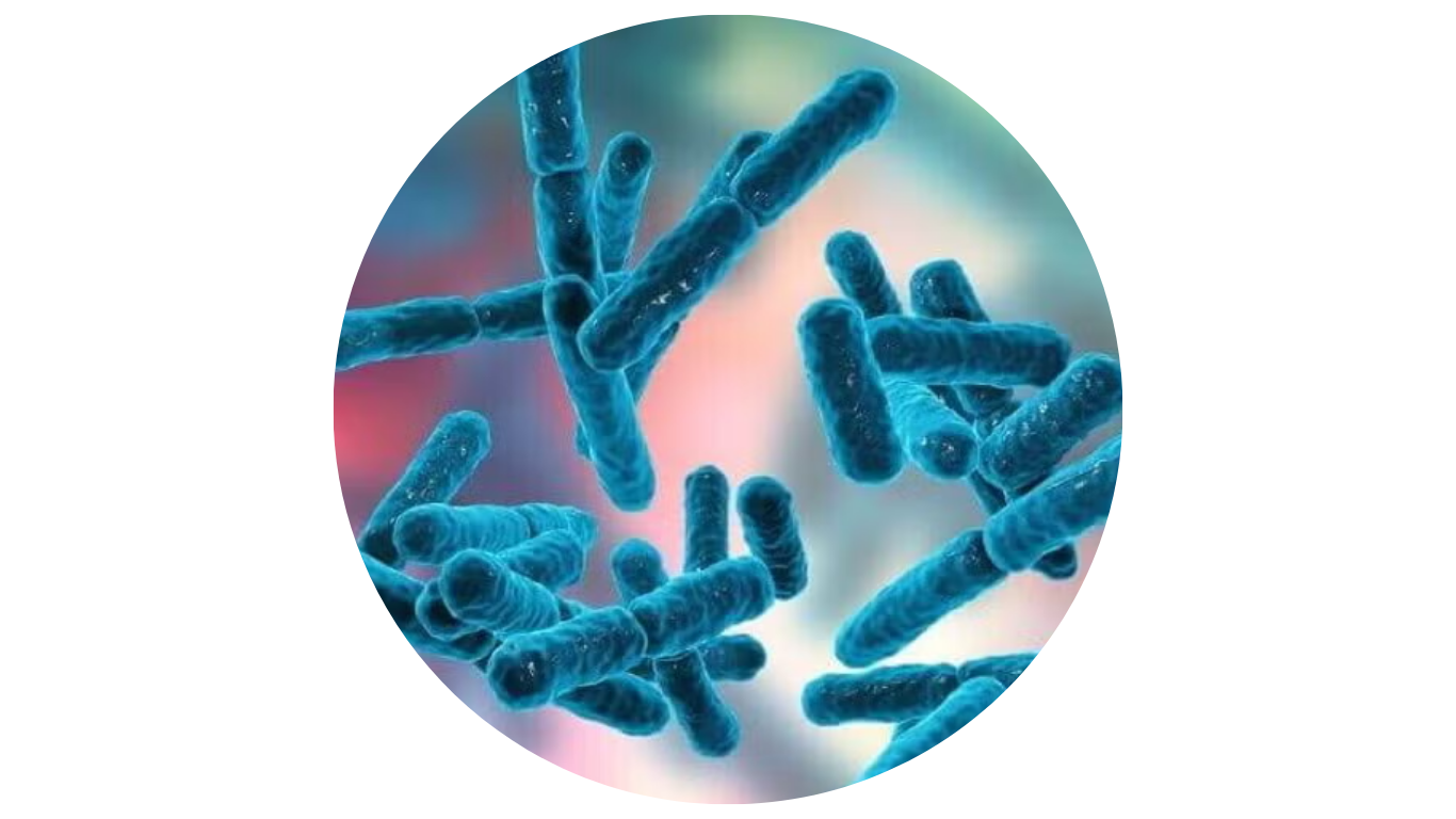 Bifidobacterium Icon